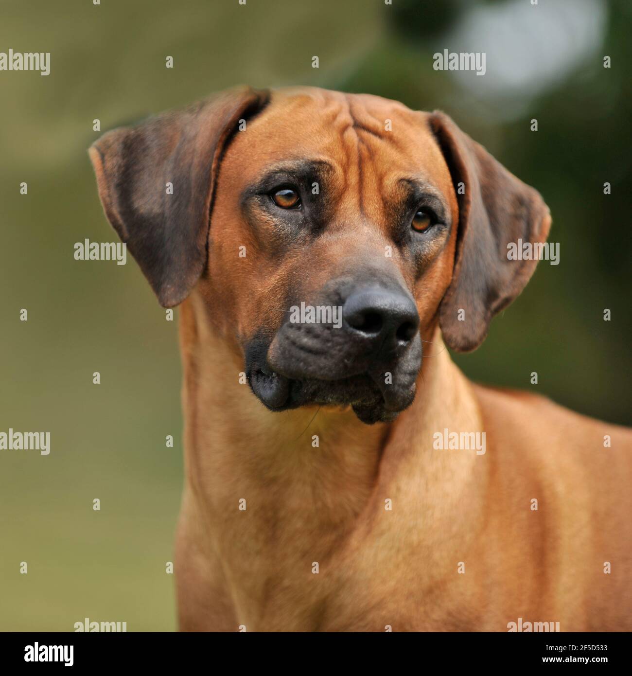 Le Rhodesian Ridgeback Banque D'Images