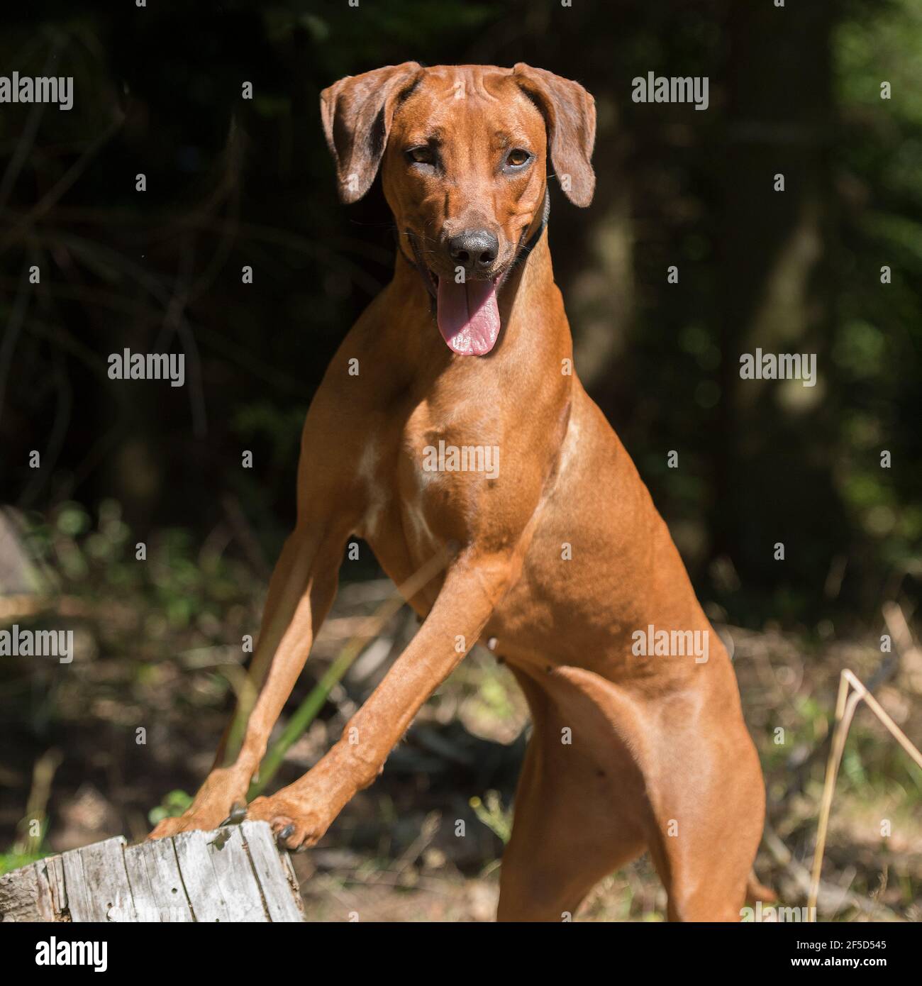 Le Rhodesian Ridgeback Banque D'Images