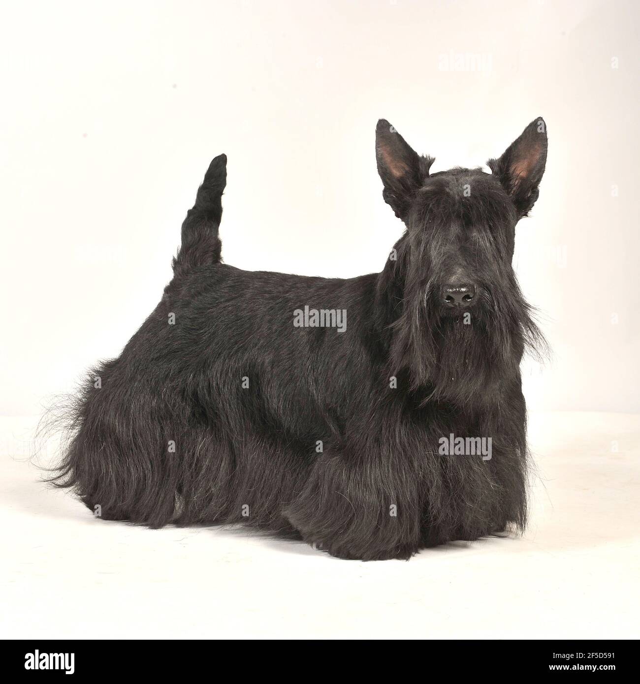 Scottish Terrier Banque D'Images