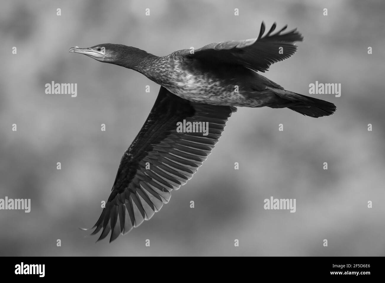 Grand cormoran (Phalacrocorax carbo), en vol, Allemagne, Mecklembourg-Poméranie occidentale, Muritz Nationalpark Banque D'Images