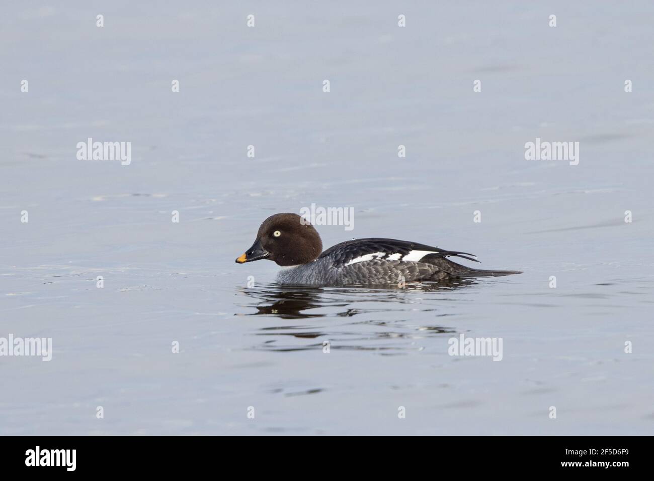 Godéneille commune, godéneille (Bucephala clangula), humide après une plongée, Allemagne, Bavière Banque D'Images