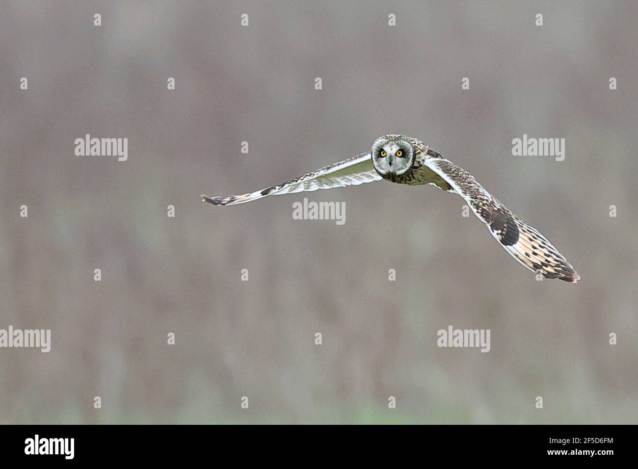 Chouette à oreilles courtes (ASIO flammeus), chasse en vol, pays-Bas, Frison, Holwerd Buitendijks Banque D'Images