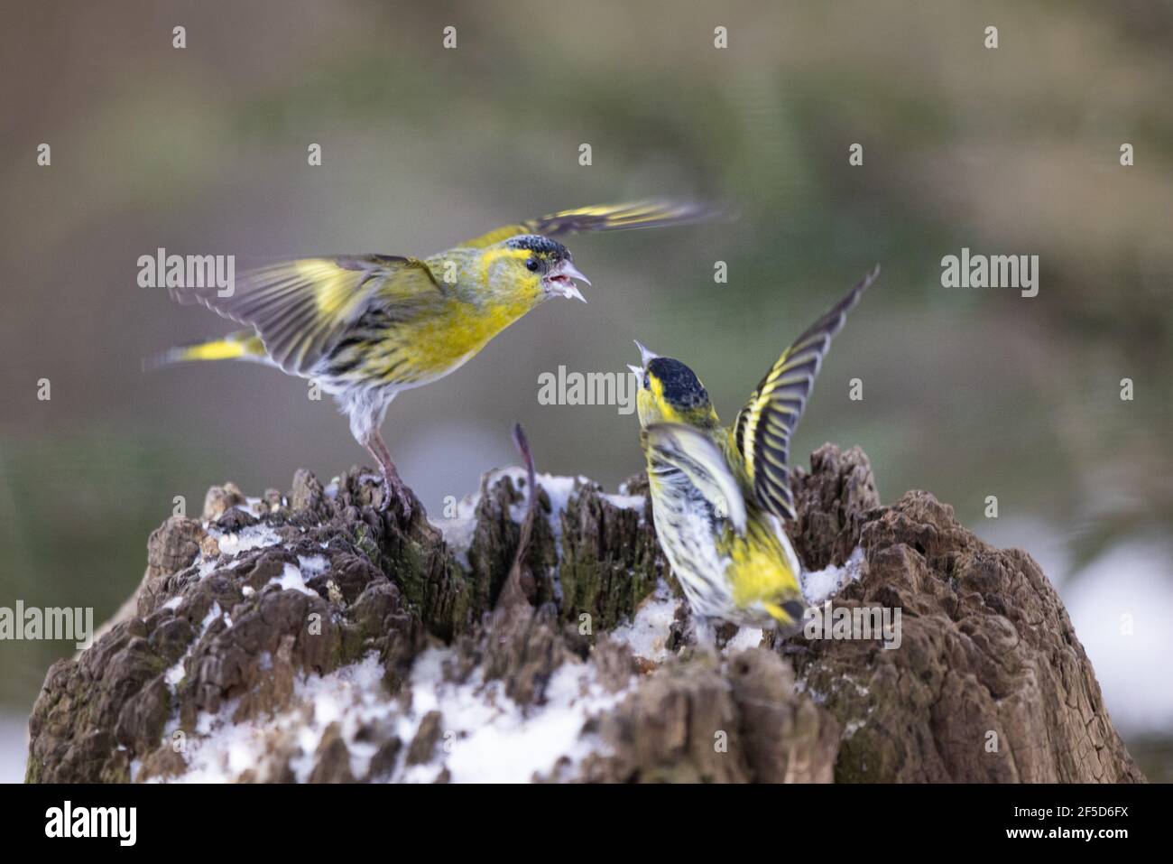 Siskin d'épinette (Spinus spinus, Carduelis spinus), deux mâles combattant, Allemagne, Bavière Banque D'Images