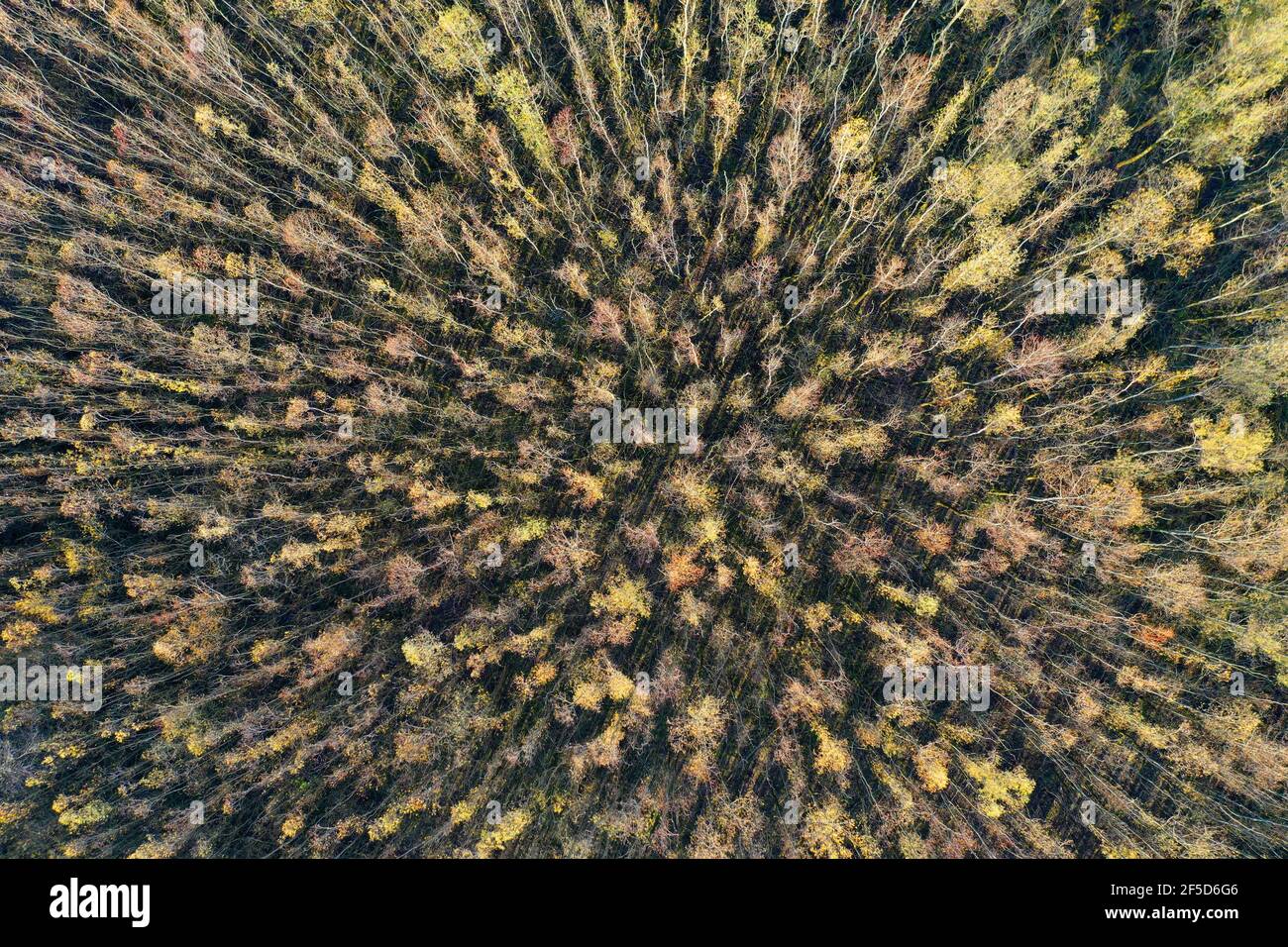 Développement naturel d'une forêt de bouleau, vue aérienne, Allemagne, Rhénanie-du-Nord-Westphalie, Laubach Banque D'Images