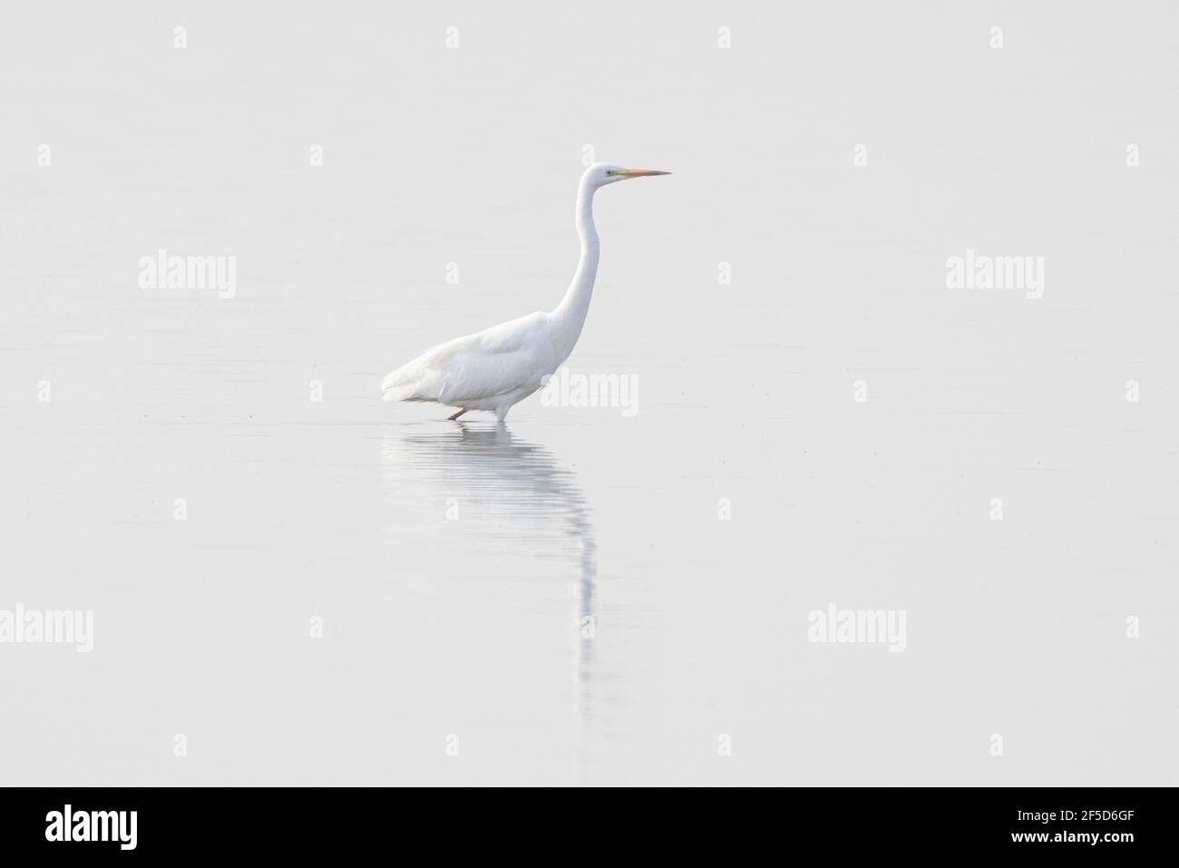 Grand aigrette, Grand Egret blanc (Egretta alba, Casmerodius albus, Ardea alba), image haute clé sur un lac vitreux, Allemagne, Bavière, lac Chiemsee Banque D'Images