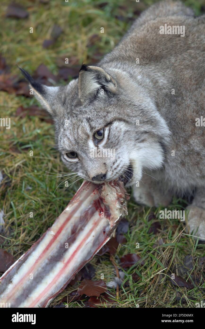 Lynx eurasien (lynx de lynx), nourrissant une côte d'un bétail, Allemagne Banque D'Images