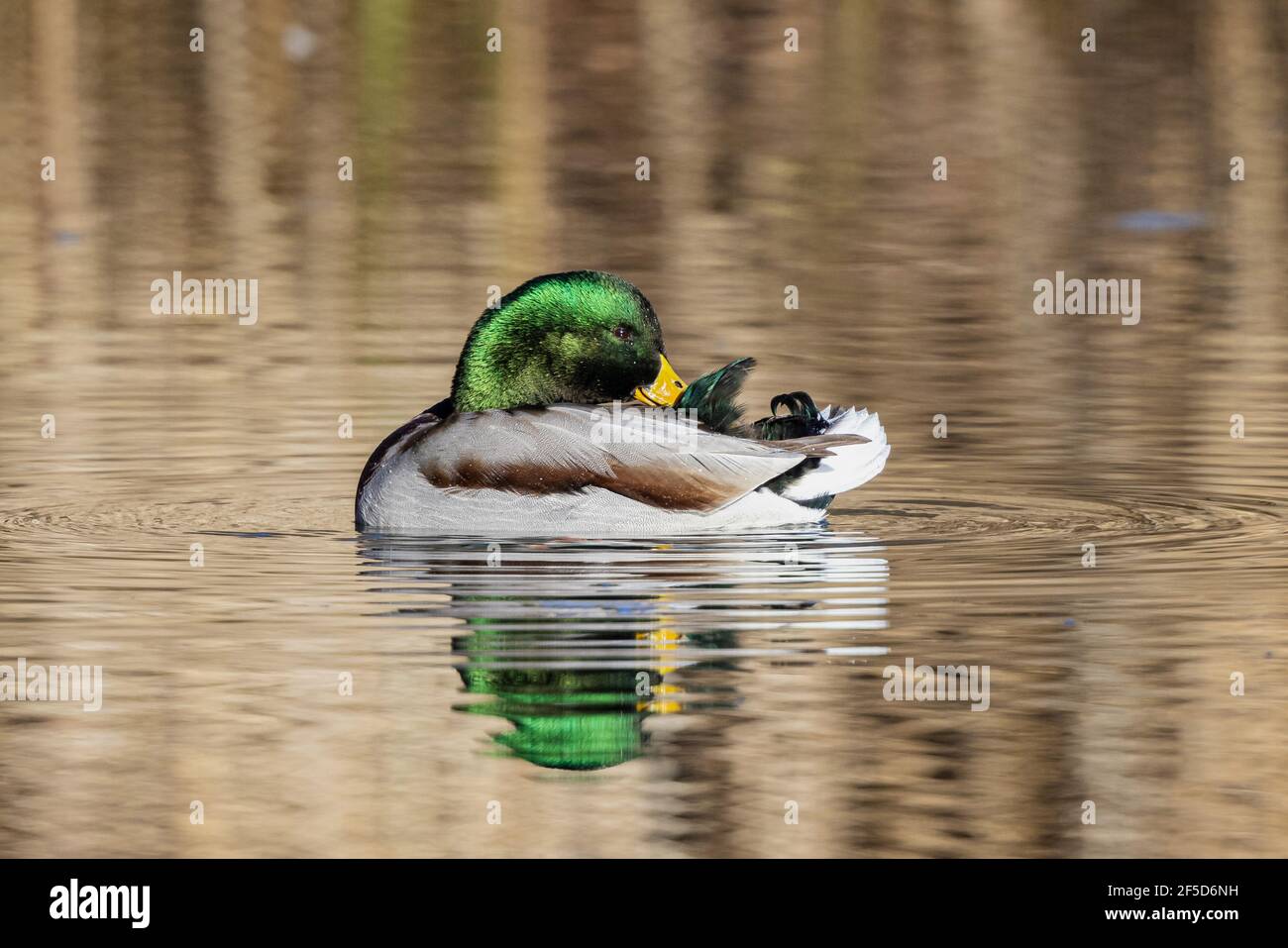 mallard (Anas platyrhynchos), drake prenant soin de son plumage, avec image miroir, Allemagne, Bavière Banque D'Images