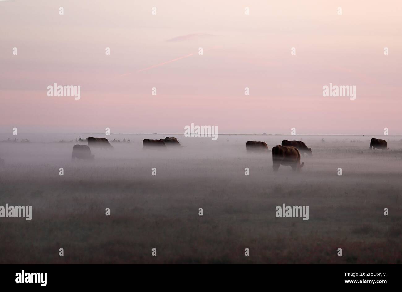 Bovins domestiques (Bos primigenius F. taurus), broutage à la lande de Ljungen dans la brume matinale, Suède, Skane Banque D'Images