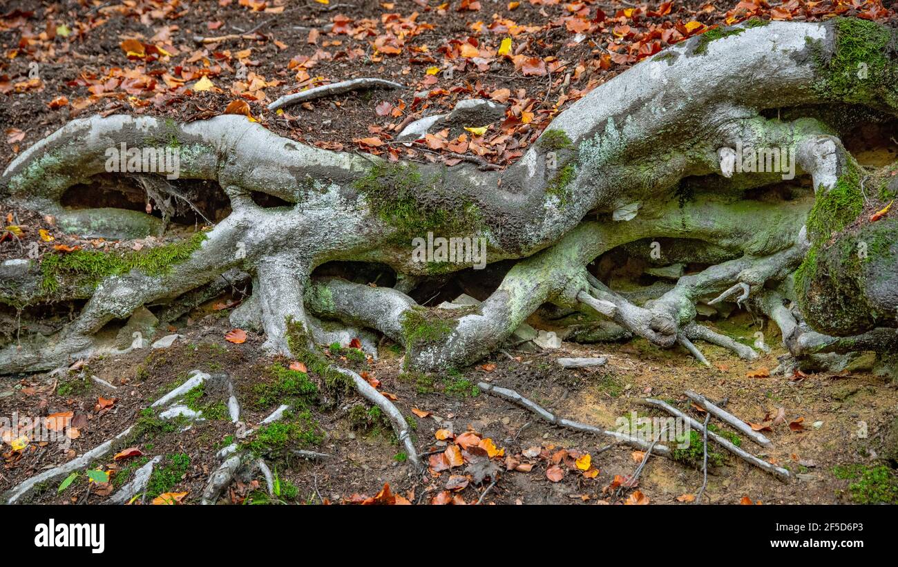 Hêtre commun (Fagus sylvatica), racines de hêtre enracinées fermement dans le sol, Allemagne, Rhénanie-du-Nord-Westphalie, pays aigre, hellétal Banque D'Images