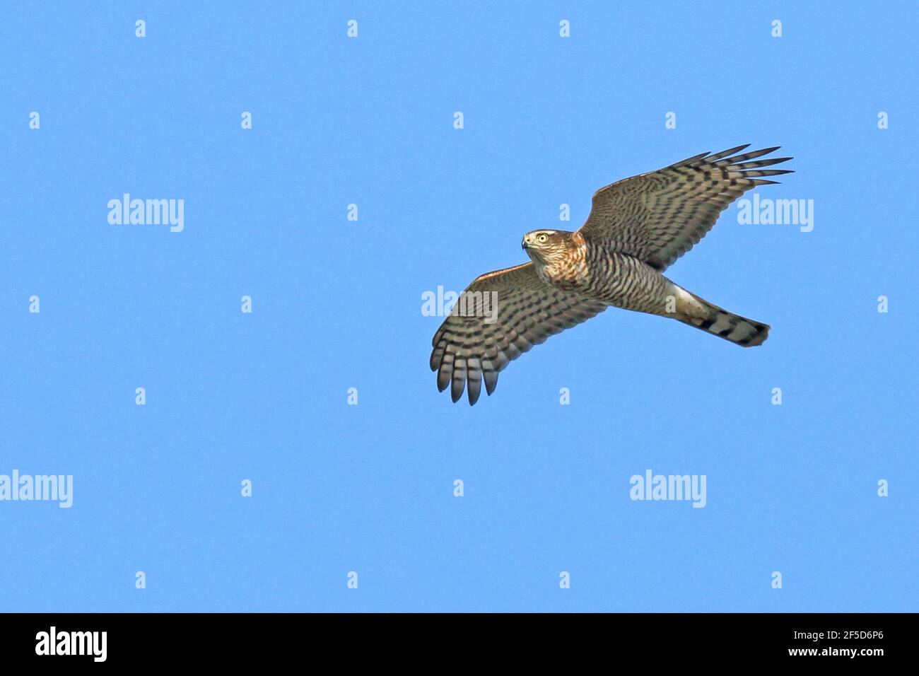 Faucon à sourcils (Accipiter nisus), femelle en vol, Suède, Falsterbo Banque D'Images