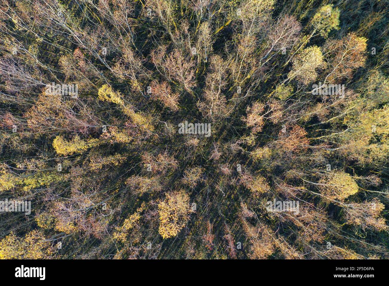 Développement naturel d'une forêt de bouleau, vue aérienne, Allemagne, Rhénanie-du-Nord-Westphalie, Laubach Banque D'Images