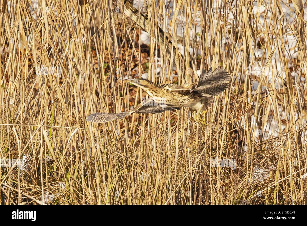 Sterne eurasienne (Botaurus stellaris), en vol devant la zone roseaux d'un lac, Allemagne, Bavière Banque D'Images