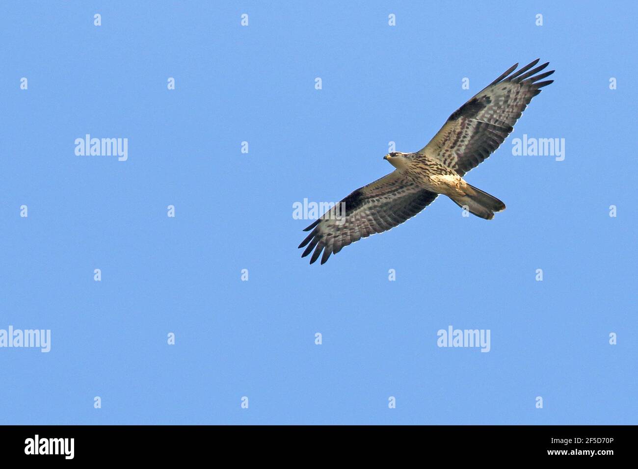 bourdonnement de miel de l'ouest (Pernis apivorus), juvénile en vol à la migration des oiseaux, Suède, Falsterbo Banque D'Images