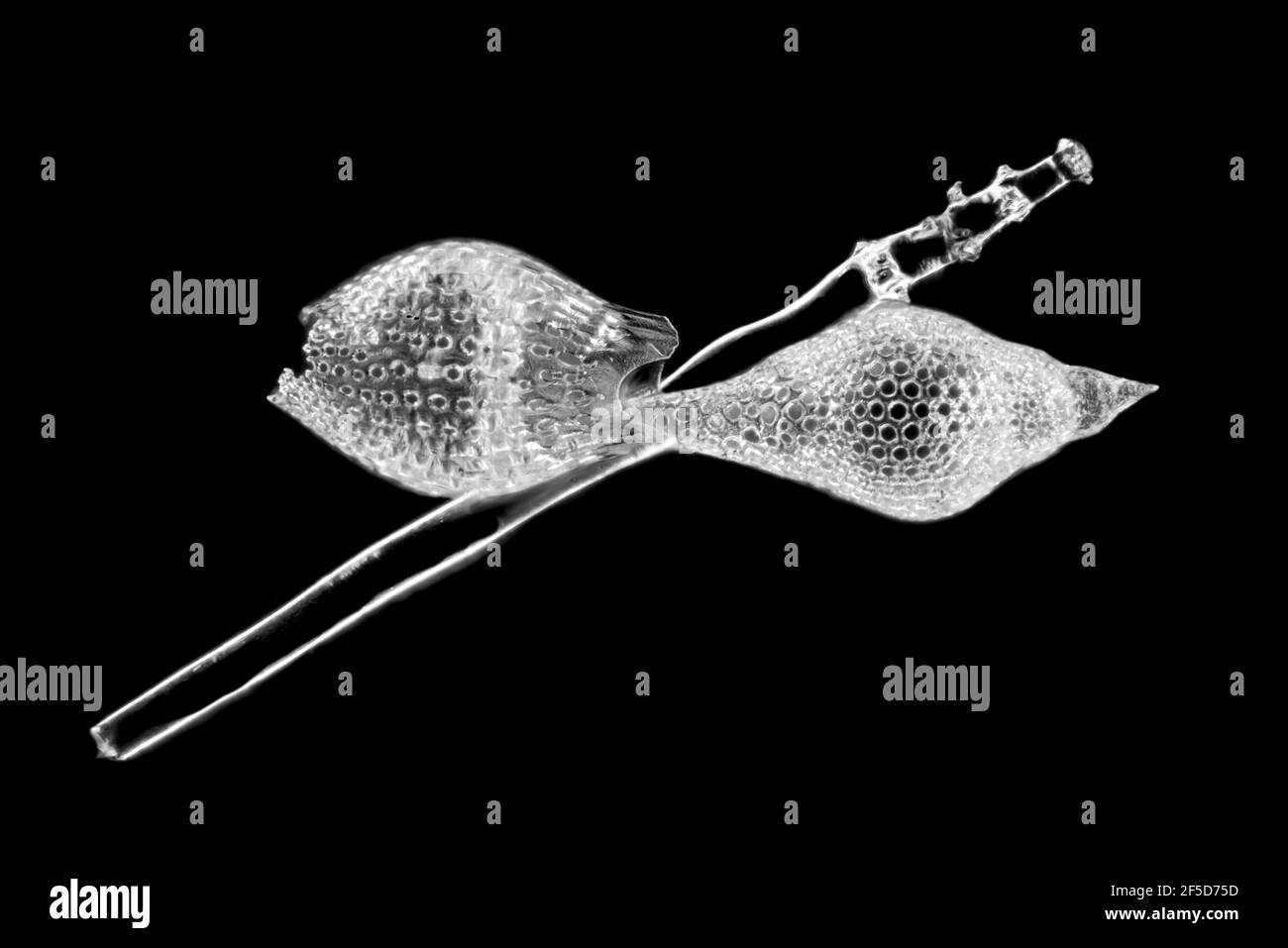 Radiolaires (Radiolaria), radiolaires fossiles de la Barbade, image microscopique de champ sombre, grossissement x80 relatif à 35 mm, Barbade Banque D'Images