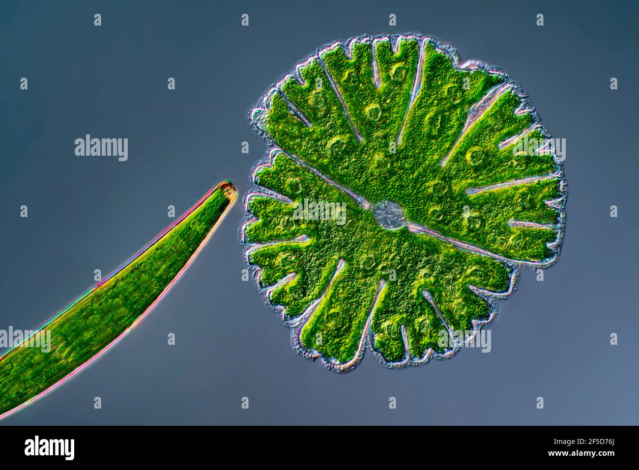 Algue verte (Micrasterias rotata), avec Clostridium, image de contraste d'interférence différentielle, grossissement x100 par rapport à 35 mm, Allemagne Banque D'Images