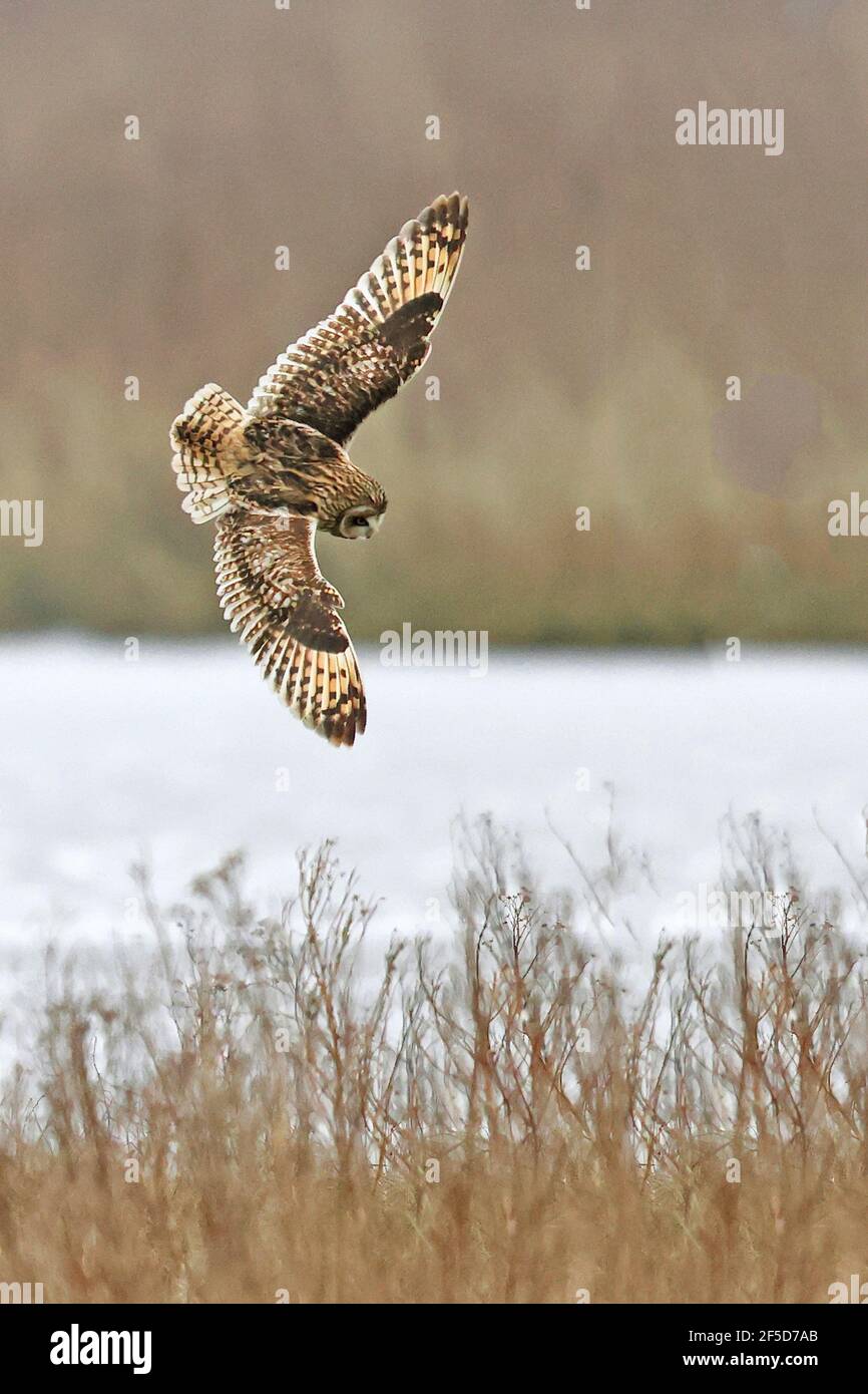 Chouette à oreilles courtes (ASIO flammeus), chasse en vol, pays-Bas, Frison, Holwerd Buitendijks Banque D'Images