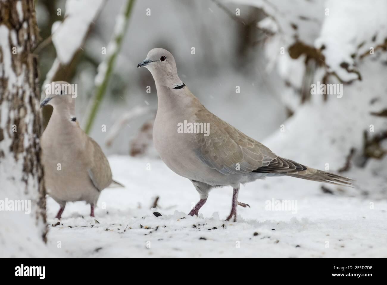 Colombe à col (Streptopelia decaocto), paire sur un site d'alimentation dans la neige, en Allemagne, en Bavière Banque D'Images