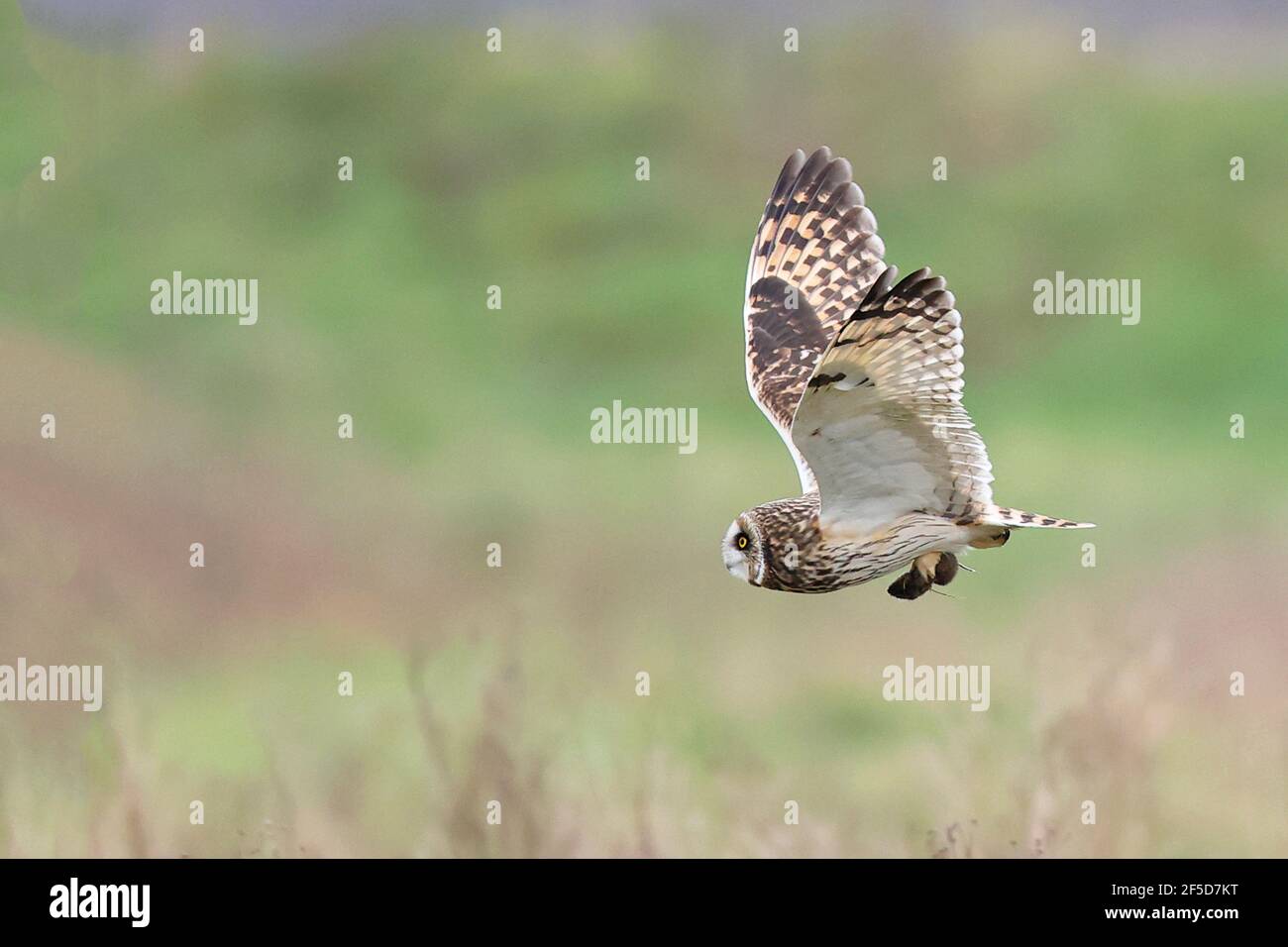 Chouette à oreilles courtes (ASIO flammeus), chasse en vol avec la souris attrapée, pays-Bas, Frison, Holwerd Buitendijks Banque D'Images