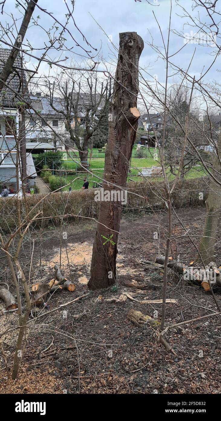 Arbre est abattu, Allemagne Banque D'Images