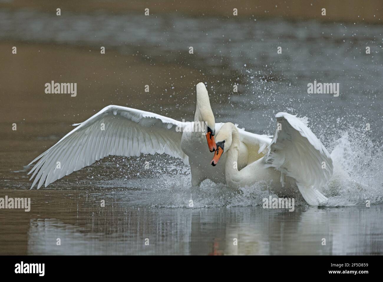 Mute Swan (Cygnus olor), attaque rival dans son territoire, Allemagne, Bavière, Woehrsee Banque D'Images