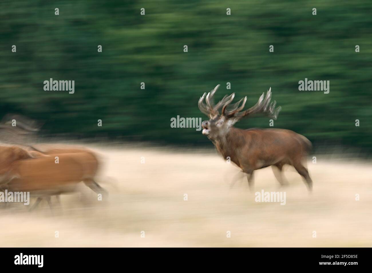 Cerf de Virginie (Cervus elaphus), femelles de troupeau de cerfs en période de rutting, Danemark, Jaegersborg Banque D'Images
