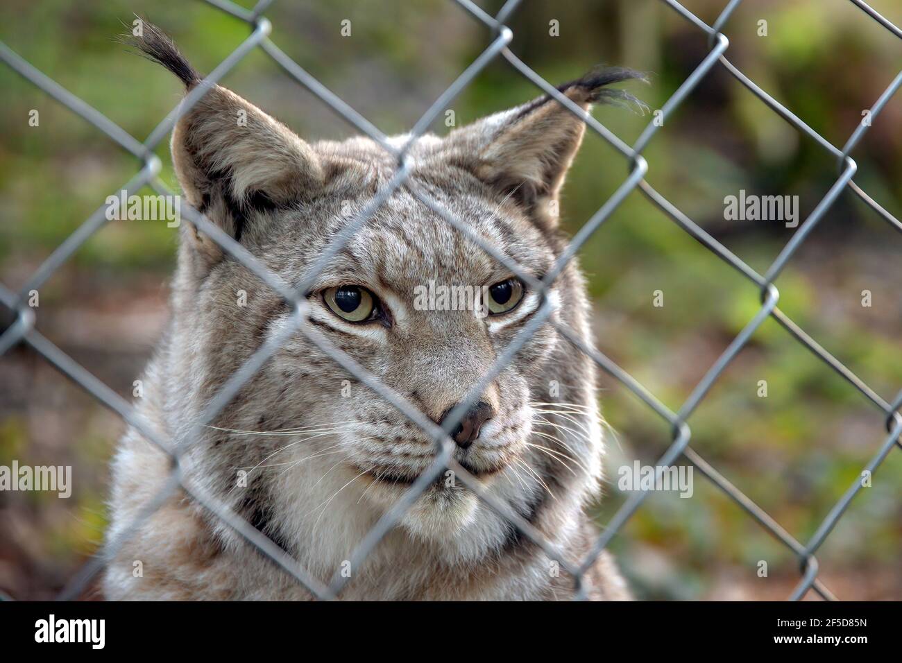 Lynx eurasien (Lynx lynx), regardant à travers une clôture en treillis métallique, Allemagne Banque D'Images