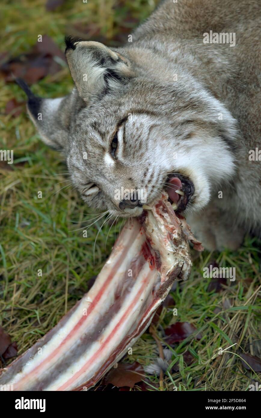 Lynx eurasien (lynx de lynx), nourrissant une côte d'un bétail, Allemagne Banque D'Images