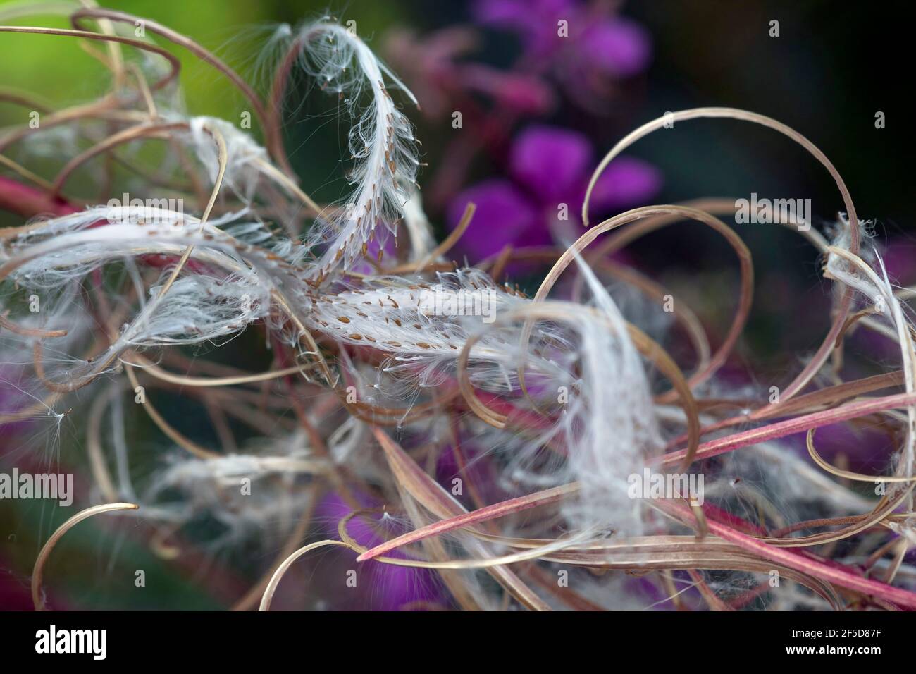 Fireweed, sally en fleurs, feuilles de saule de Rosebay, grandes feuilles de saule (Epilobium angustifolium, Chamerion angustifolium), fruits et graines, Allemagne Banque D'Images