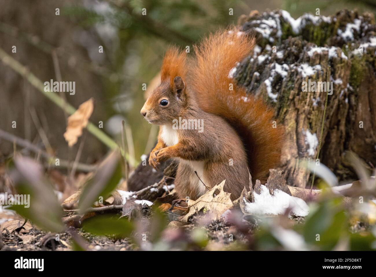 Écureuil rouge européen, écureuil rouge eurasien (Sciurus vulgaris), mue rouge sur les feuilles mortes en hiver, Allemagne, Bavière Banque D'Images