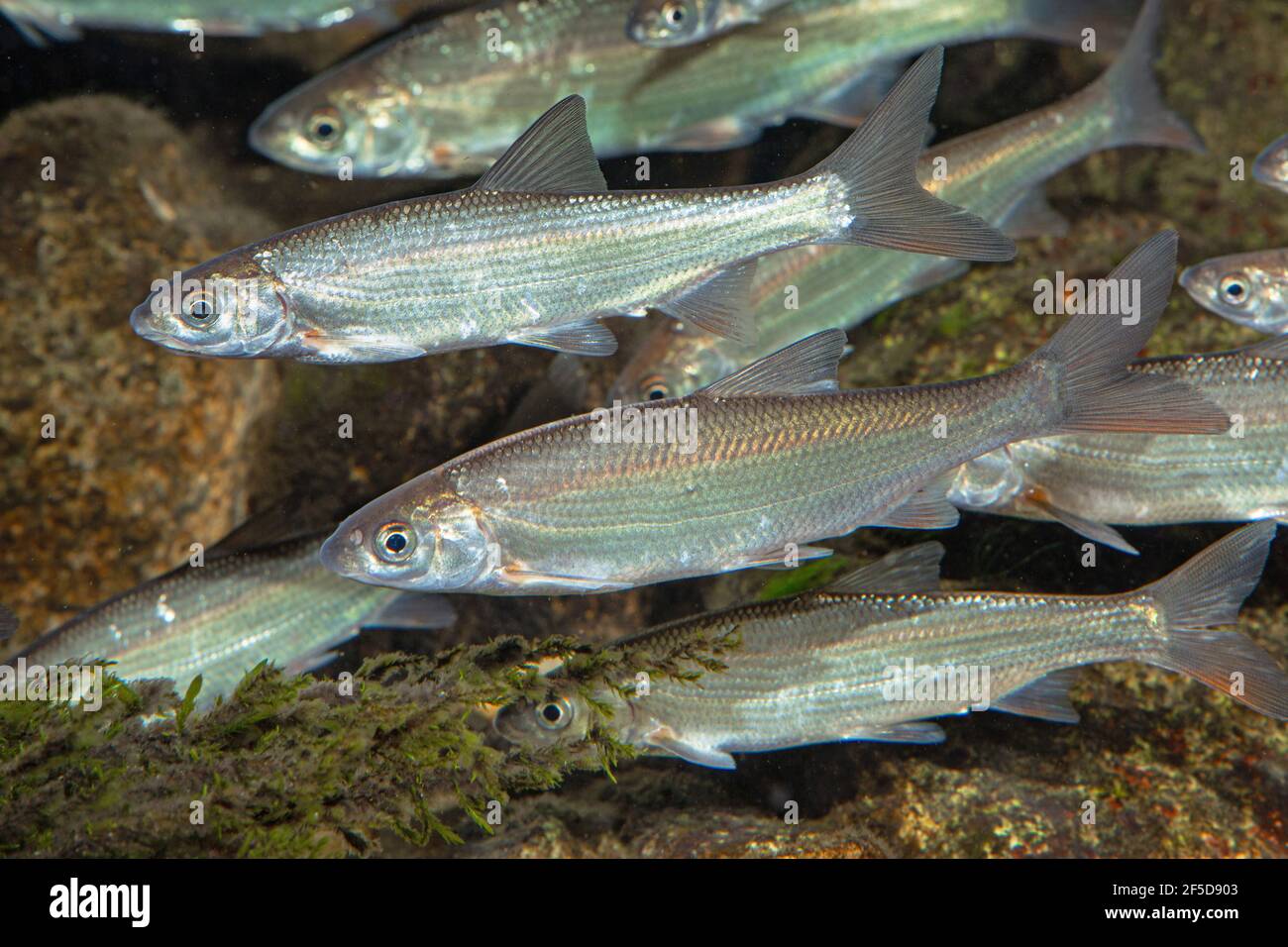 nase (Chondrostoma nasus), école de deux nases d'été, Allemagne Banque D'Images