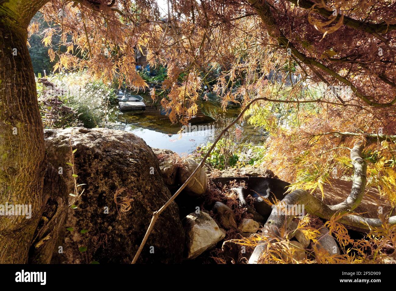 Érable japonais (Acer palmatum), avec feuilles d'automne, Allemagne Banque D'Images Érable japonais (Acer palmatum), avec feuilles d'automne, Allemagne Banque D'Images