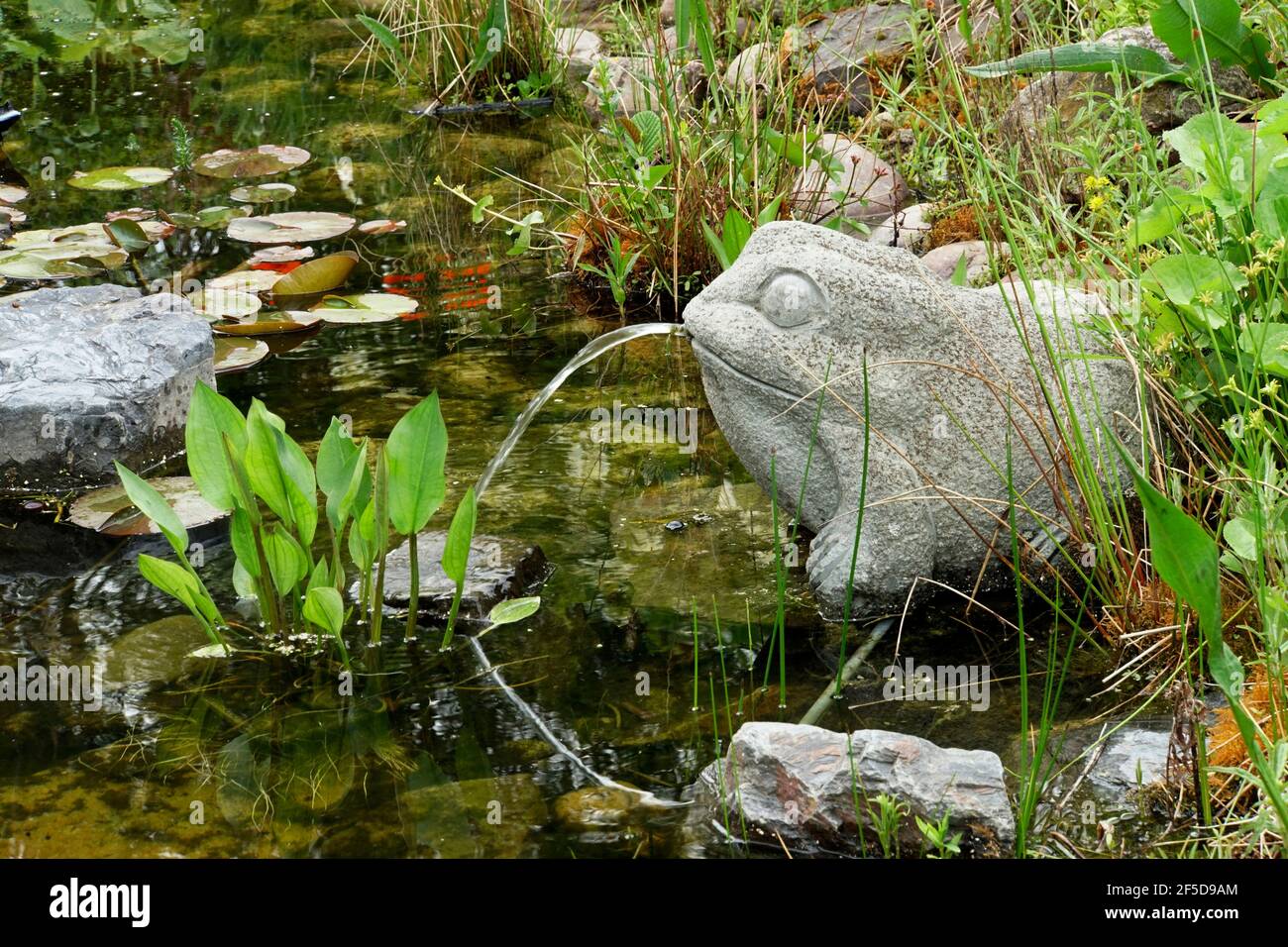 Grenouille à bec d'eau à l'étang de jardin, Allemagne Banque D'Images Grenouille à bec d'eau à l'étang de jardin, Allemagne Banque D'Images