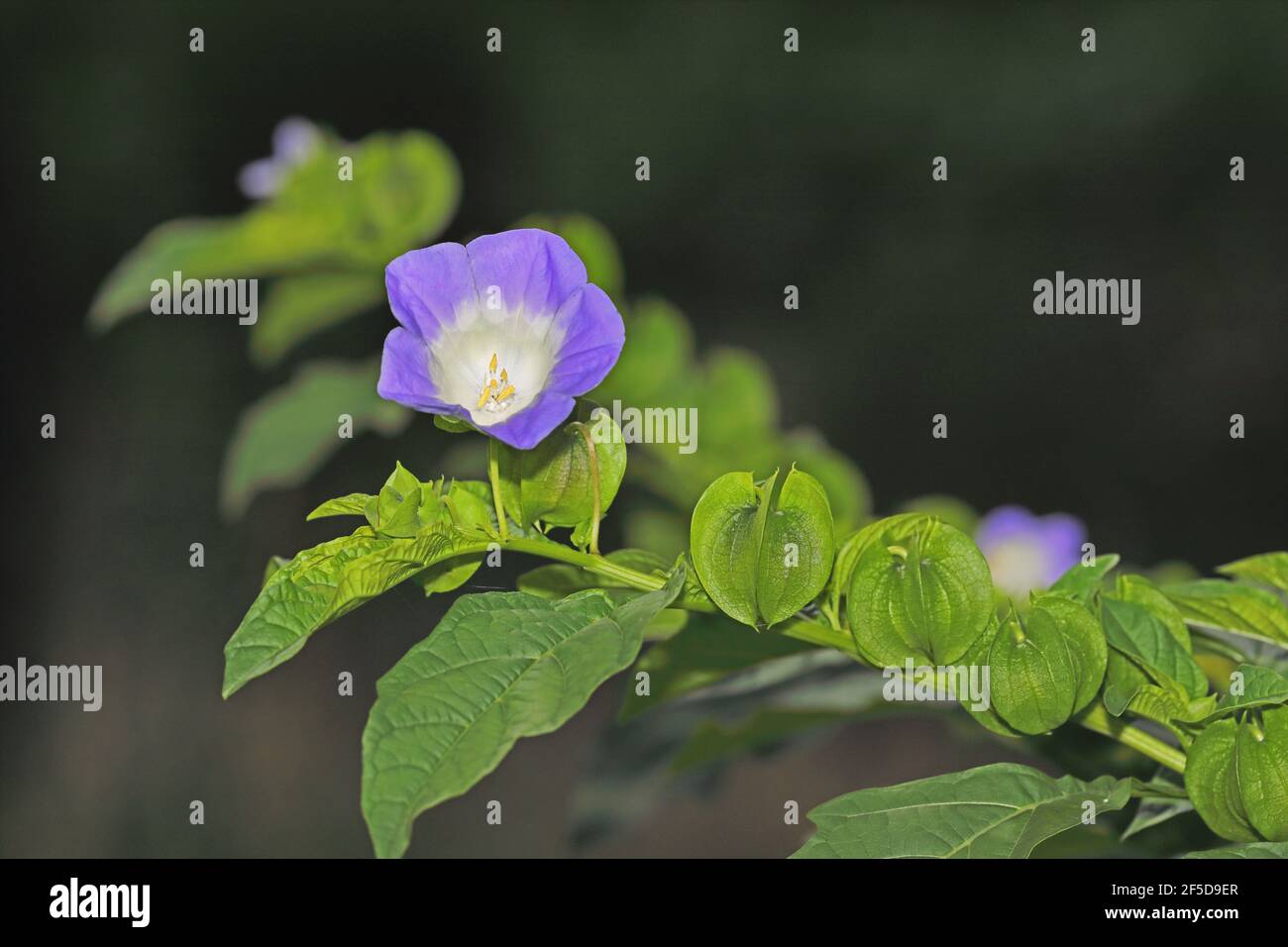Plante de shoo-mouche, pomme-du-pérou (Niandra physalodes), brindilles aux fleurs et aux jeunes fruits, pays-Bas Banque D'Images