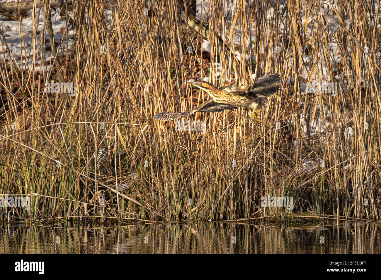 Sterne eurasienne (Botaurus stellaris), en vol devant la zone roseaux d'un lac, Allemagne, Bavière Banque D'Images