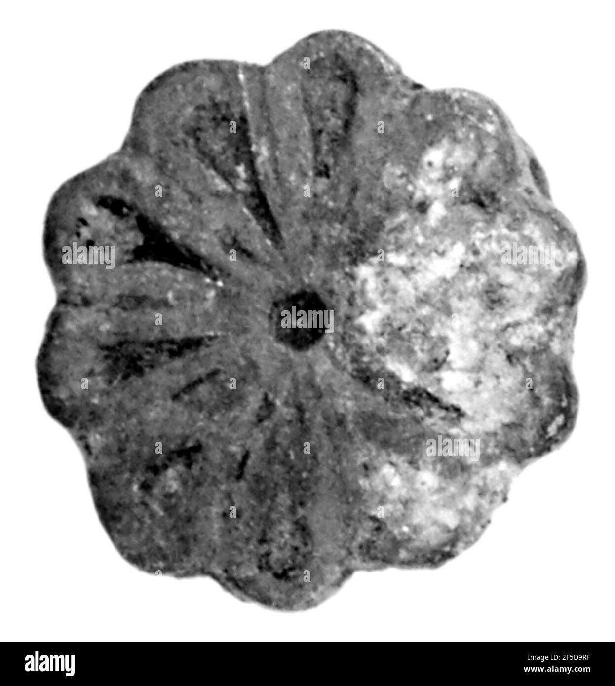 Bouton de rosette. Inconnu Banque D'Images