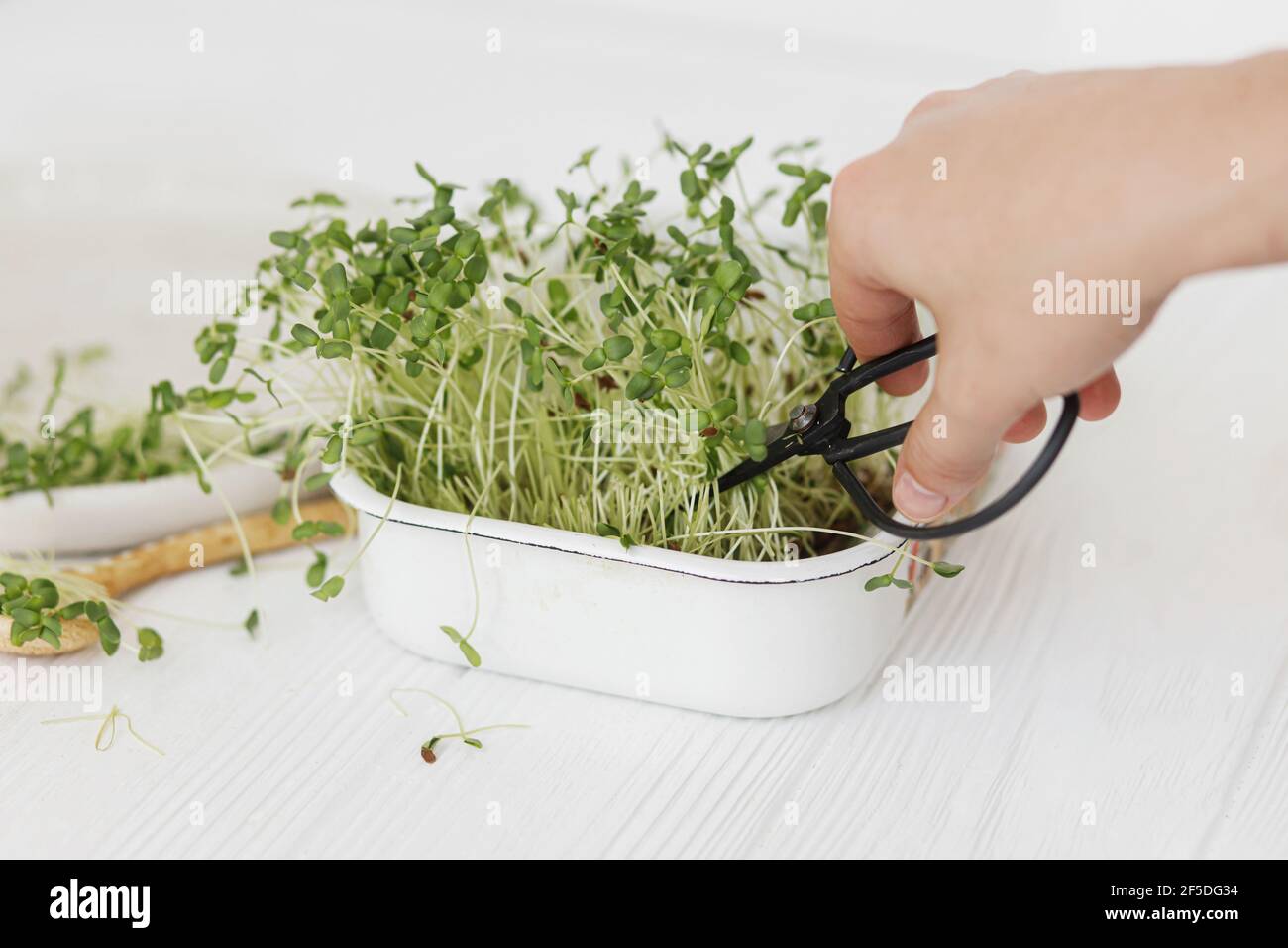 Les mains coupent des pousses de lin frais avec des ciseaux de la spatule sur fond de cuillère et une assiette moderne sur bois blanc. Lin ou lin plantes fraîches, micro Banque D'Images