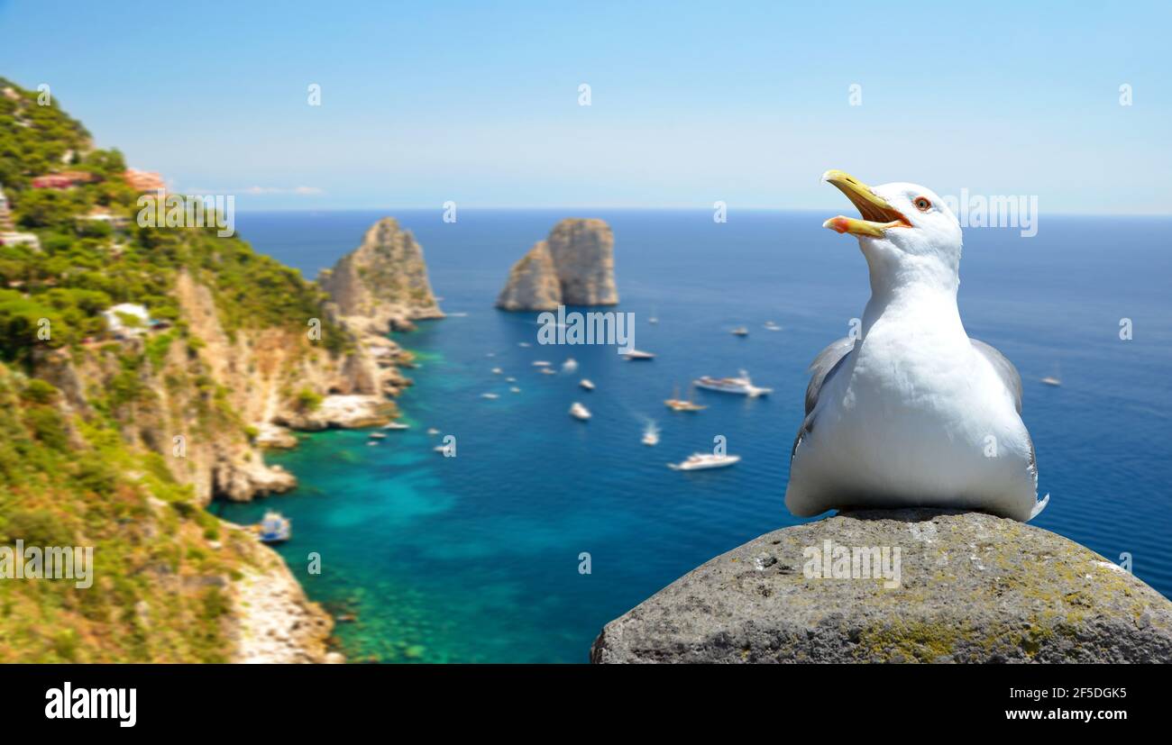 Mouette assise sur un rocher, à l'arrière-plan des rochers de Faraglioni. Île de Capri, région de Campanie en Italie. Banque D'Images