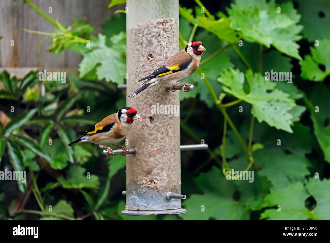 Des orfèvrins européens (Carduelis carduelis) sur un alimenteur de graines de tournesol à l'épreuve des écureuils. Souvent vu par paires; Henley-on-Thames, Oxfordshire, Royaume-Uni Banque D'Images