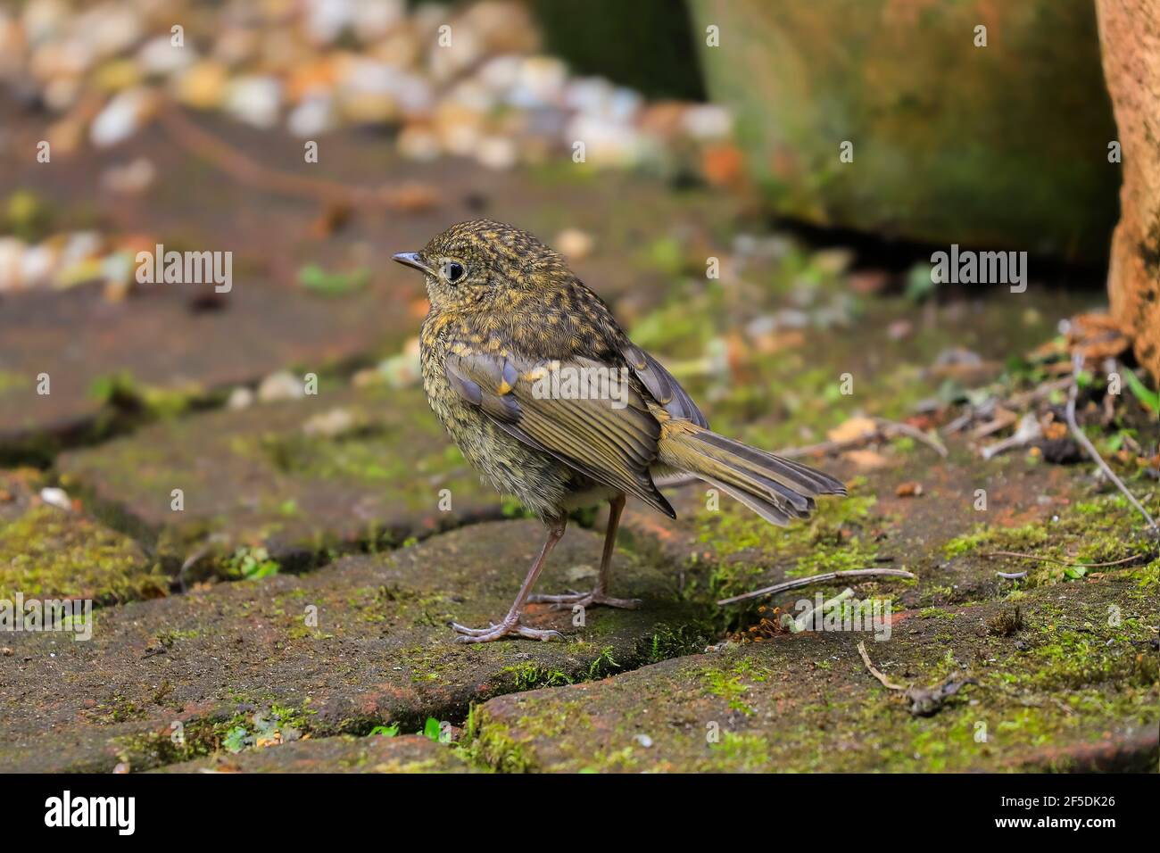 Le petit-duc européen (erithacus rubecula), juvénile ou immature, perché dans un jardin des Chilterns Hills; Henley-on-Thames, Oxfordshire, Royaume-Uni Banque D'Images