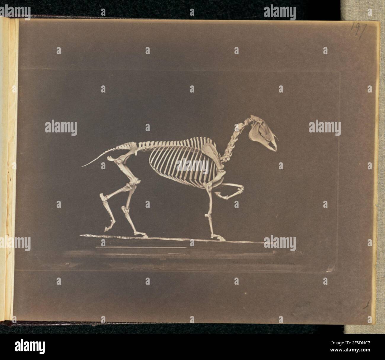 La troptation. Squelette d'un cheval, disposé comme s'il était en mouvement avec une jambe avant relevée. (Recto, print) en haut à droite, au crayon : '197'; en bas à gauche, au crayon, Dans la main de l'artiste: 'Trotting'; (Verso, en caractères d'imprimerie) en haut à gauche, dans un crayon gras: 'Peut-être une coche'; en haut à gauche, dans un crayon: '165'; Banque D'Images