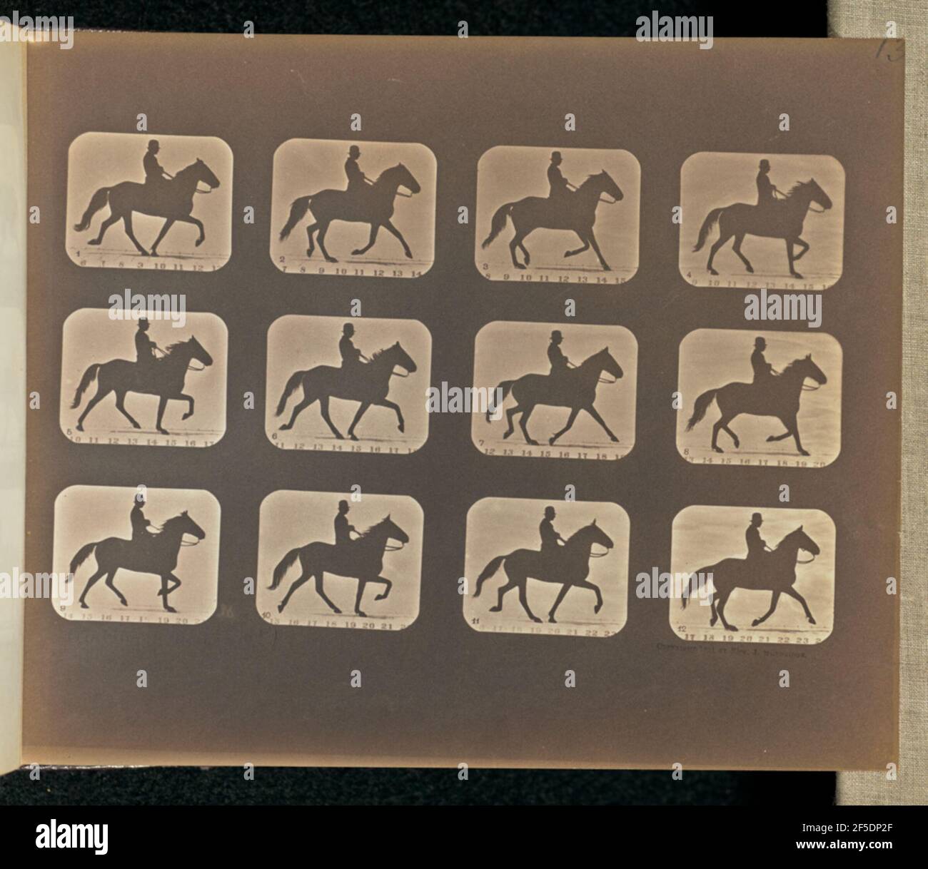 Ambling (un pied). Douze cadres représentant un cheval qui s'amblent avec un homme sur son dos. Les trames sont numérotées de un à douze. (Recto, print) en haut à droite, au crayon : '13'; en bas à gauche, au crayon : '16'; En bas à gauche, au crayon, dans la main de l'artiste: 'Ambling (Single foot)'; (Verso, print) en haut à gauche, au crayon: '20'; Banque D'Images