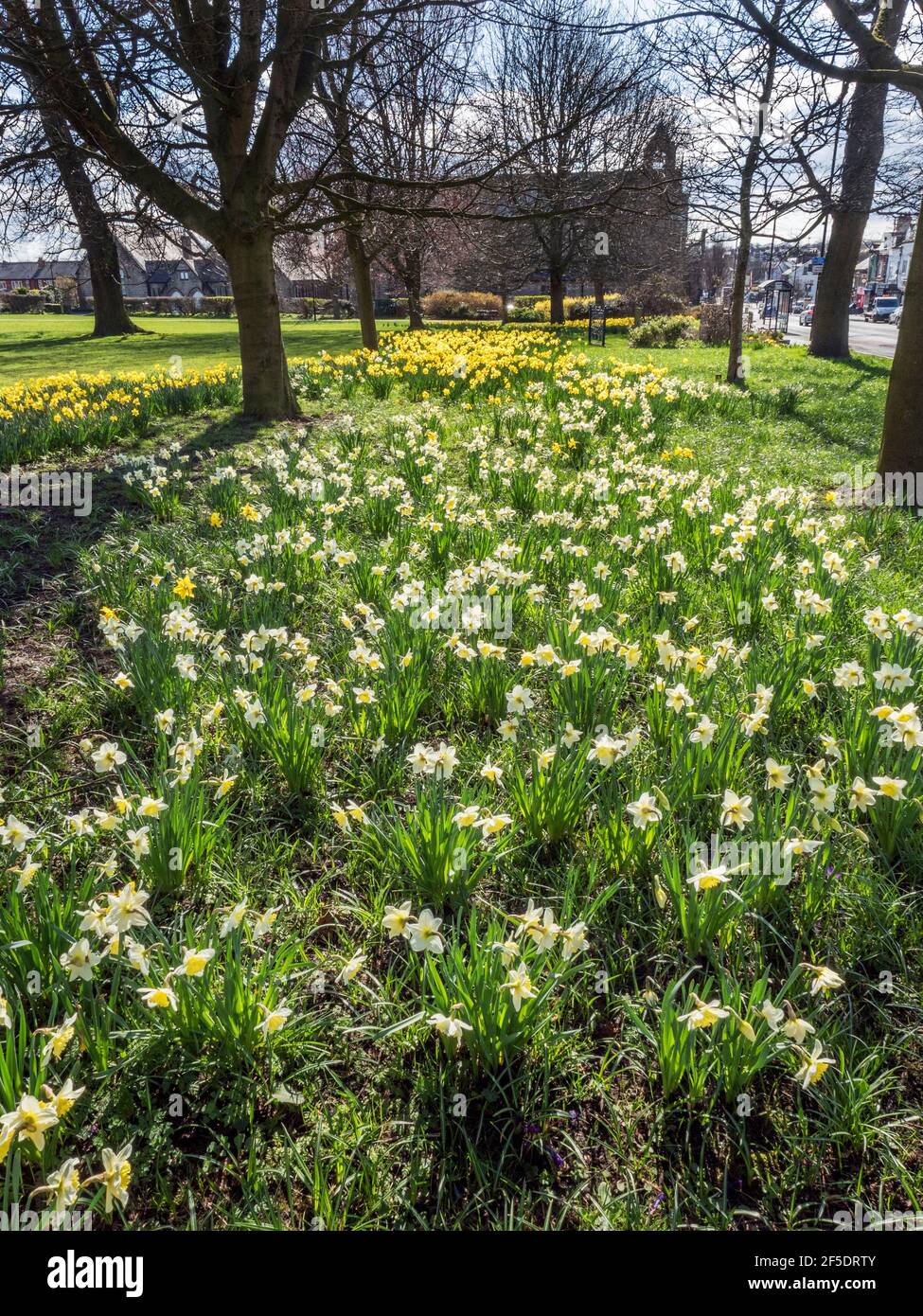 Jonquilles en fleur au parc Belmont à Starbeck Harrogate North Yorkshire Angleterre Banque D'Images