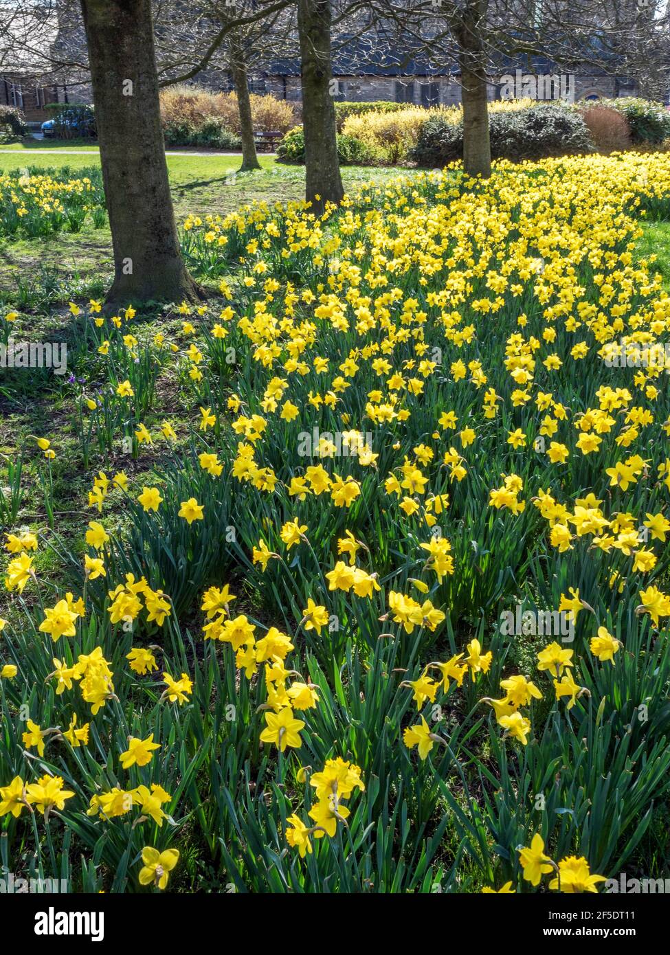 Jonquilles en fleur au parc Belmont à Starbeck Harrogate North Yorkshire Angleterre Banque D'Images