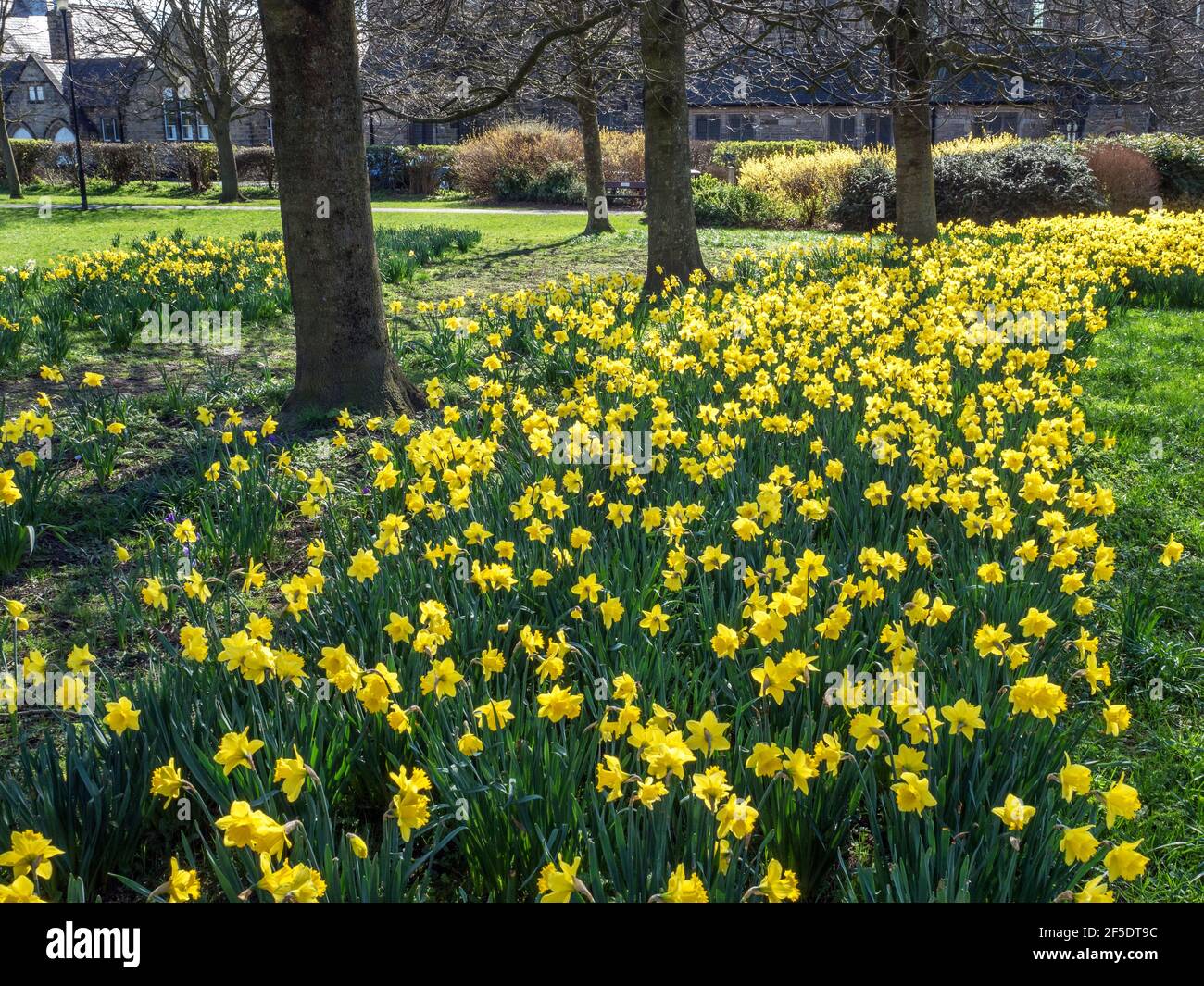 Jonquilles en fleur au parc Belmont à Starbeck Harrogate North Yorkshire Angleterre Banque D'Images