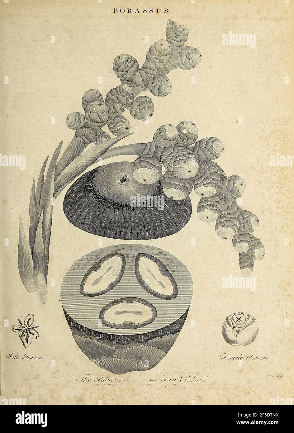 Borassus The Palmaira [Palmyra] ou Fan Palm Copperplate gravure de l'Encyclopédie Londinensis or, Dictionnaire universel des arts, des sciences et de la littérature; Volume III; édité par Wilkes, Jean. Publié à Londres en 1810 Banque D'Images