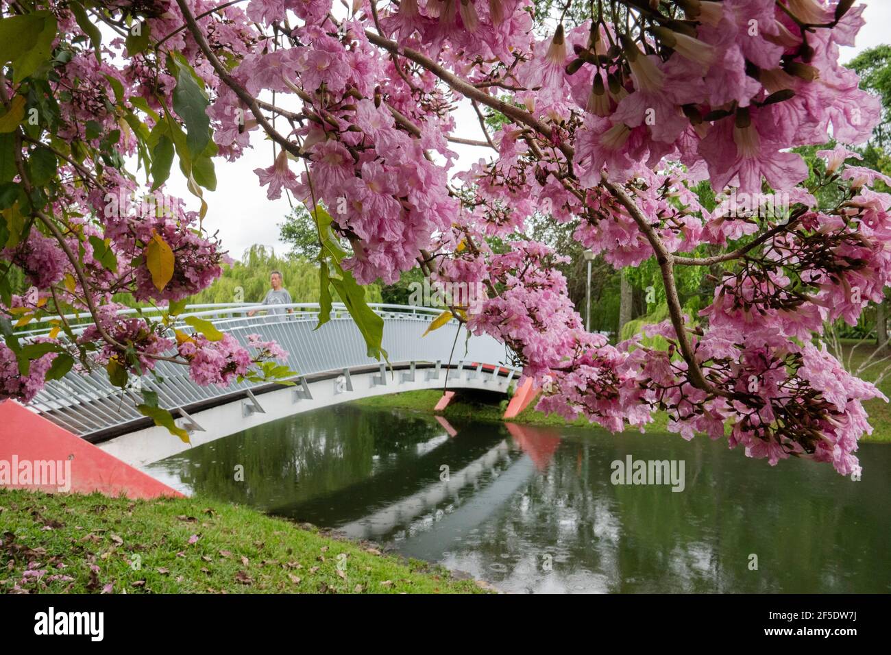 Singapour. 25 mars 2021. Des fleurs de trompettes fleurissent dans le parc Bihan-Ang Mo Kio de Singapour le 25 mars 2021. Crédit: Puis Chih Wey/Xinhua/Alay Live News Banque D'Images