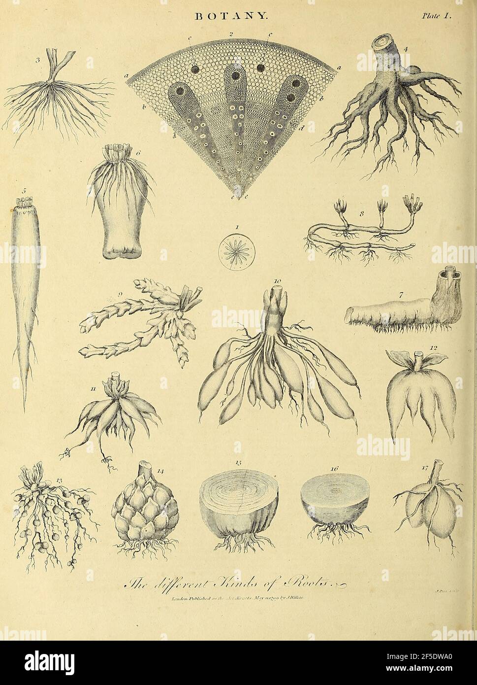 Différents types de racines gravure de Copperplate de l'Encyclopedia Londinensis or, Dictionnaire universel des arts, des sciences et de la littérature; Volume III; édité par Wilkes, Jean. Publié à Londres en 1810 Banque D'Images