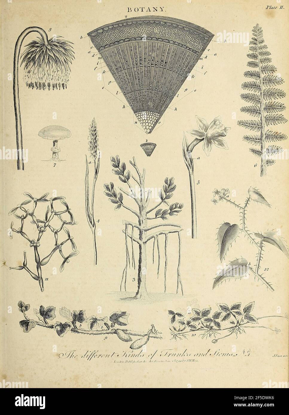 Différents types de branches et de tiges gravure de Copperplate de l'Encyclopedia Londinensis or, Dictionnaire universel des arts, des sciences et de la littérature; Volume III; édité par Wilkes, Jean. Publié à Londres en 1810 Banque D'Images