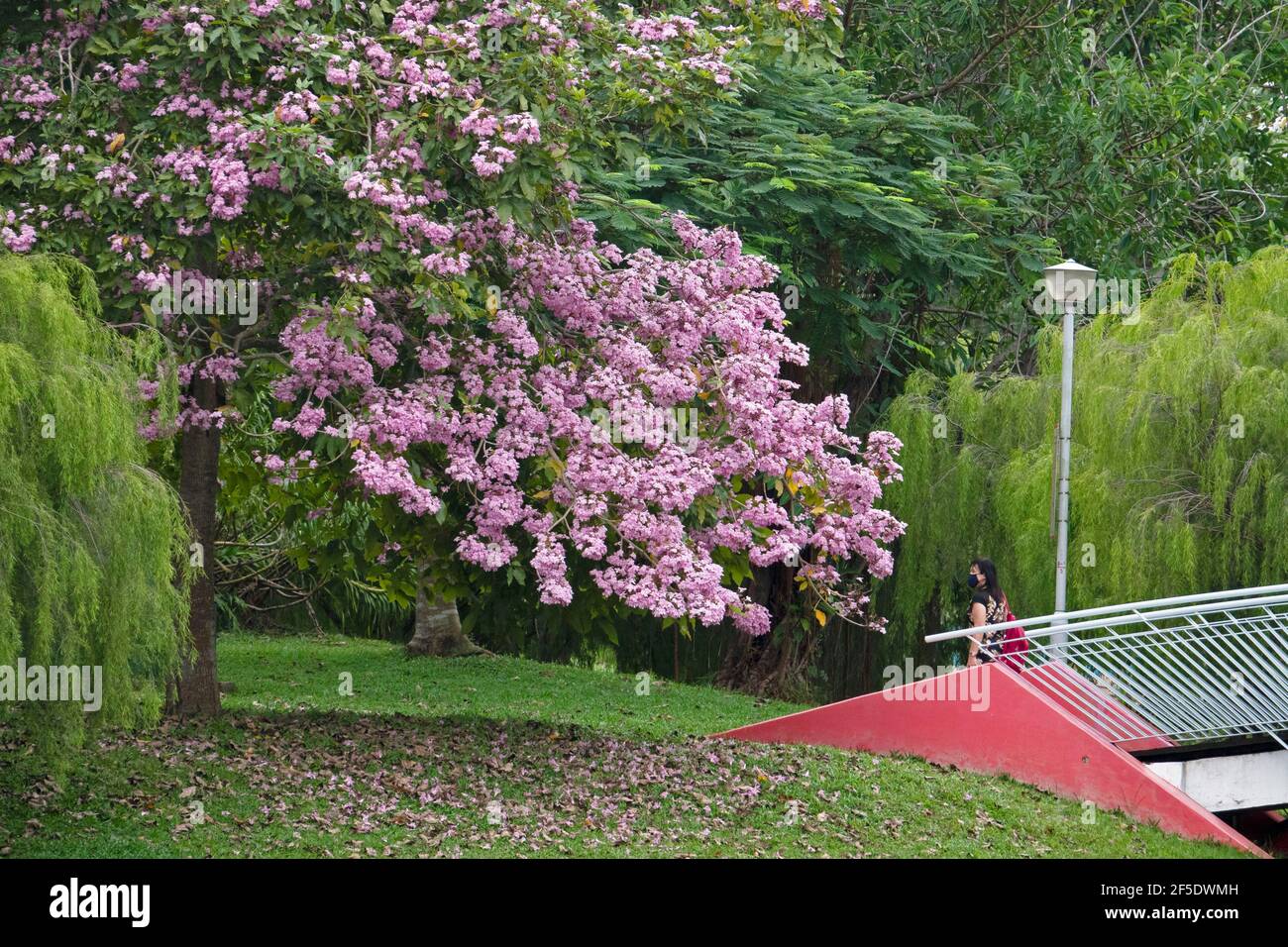 Singapour. 25 mars 2021. Des fleurs de trompettes fleurissent dans le parc Bihan-Ang Mo Kio de Singapour le 25 mars 2021. Crédit: Puis Chih Wey/Xinhua/Alay Live News Banque D'Images