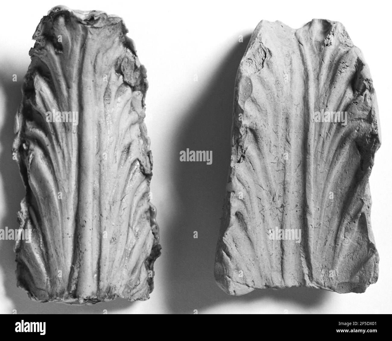 Moule d'une feuille. Inconnu Banque D'Images
